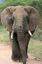 African elephant