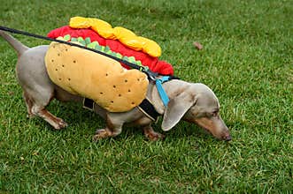 Dachshund in Hot Dog Costume Trots By Nose to Ground