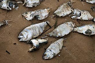 Dead fish