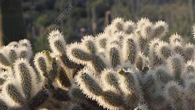 Cholla cactus close-up with sunset backlight