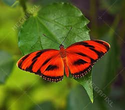 Red butterfly