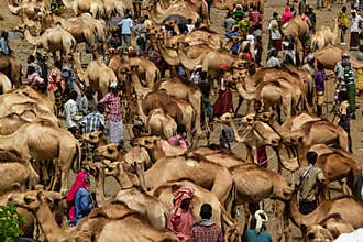 Hustle and bustle at the Weldiya camel market. Ethiopia.
