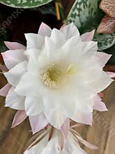 Cactus in Full Bloom 