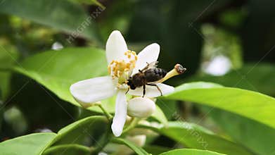 Bee collecting pollen on orange blossom