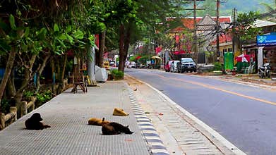 Stray dogs lie sleeping on the street on Phuket Thailand