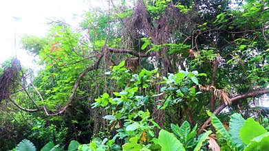 Green beautiful tropical nature and plants and trees in Thailand