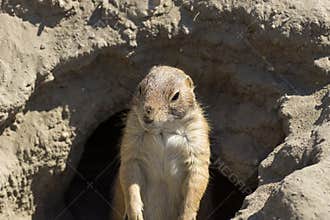 Souslik (ground squirrel)
