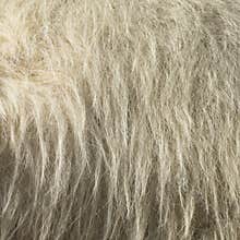 Camel fur