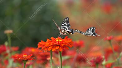 Phoenix butterfly and chrysanthemum flower