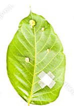 Heal leaf