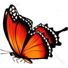 A Butterfly illustration image.