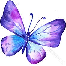 A Butterfly illustration image.