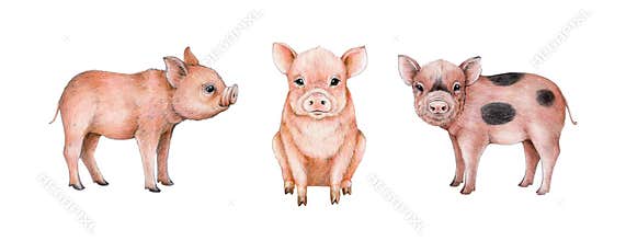 Baby pig farm animal watercolor illustration set. Hand drawn sitting, standing piglets. Domestic farm animal. Pink cute