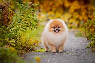 Young puppy Spitz in autumn