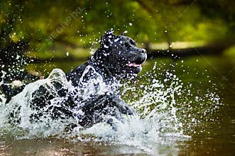 Dog Cane Corso run in the water