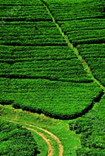 Tea plantation fields