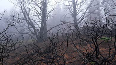 Forest fire aftermath, gimbal shot. Burnt harred trees in the fog after forest fire. Nature disaster. 4K, UHD