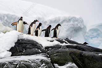 Gentoo Penguins, Antarctica, Travel, Wildlife