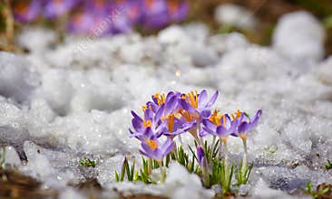 Close up spring crocus flower in the melting snow in the sun