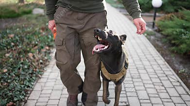 Cropped view a man walks by house yard with service dog in military protective collar