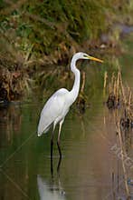 Great egret marsh bird fish hunter