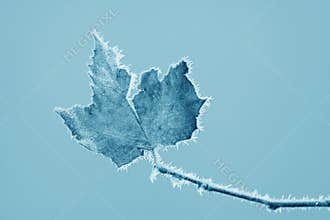 Leaves with frost in winter