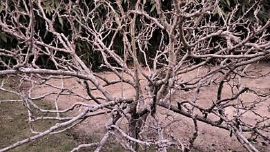 Dry and leafless branches and twigs of a short tree