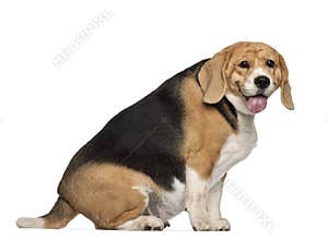 Fat Beagle, 3 years old, sitting