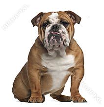 English Bulldog, 10 months old, sitting