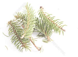 Christmas tree branch isolated transparent png. Decoration plant. Blue fir tree or abies procera,