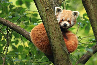 Red panda