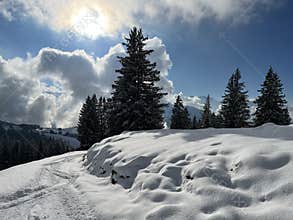 Picturesque canopies of alpine trees in a typical winter atmosphere after the winter snowfall over the Lake Walen - Switzerland