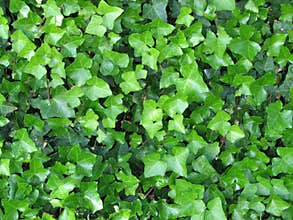 Ivy