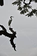 picturesque egret overseeing Tissa Lake in dusk, Sri Lanka