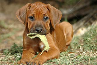 Cute puppy