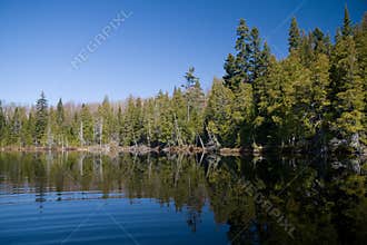 Boreal Forest