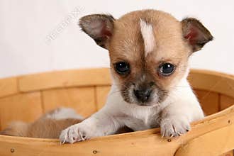 Pop-up puppy
