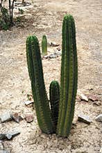 San Pedro Cactus close up, Rain drops on cactus, Echinopsis pachanoi