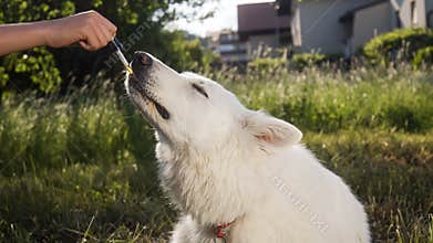 Dog taking CBD oil by licking a dropper pipette