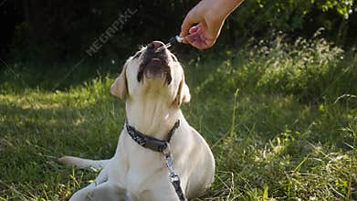 Giving CBD hemp oil to dog