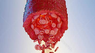 vasoconstriction and vasodilation blood pressure, dilated blood vessels or capillaries or artery