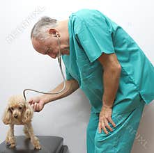 Examining The Canine