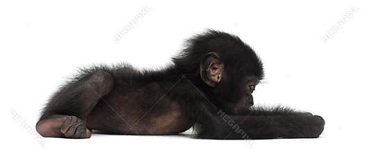 Baby bonobo, Pan paniscus, 4 months old, lying