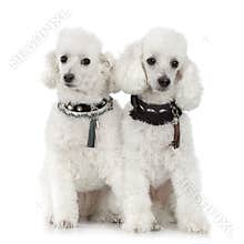 Poodle