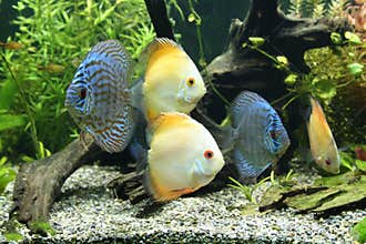 Discus Fish