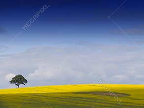 Rural English Landscape