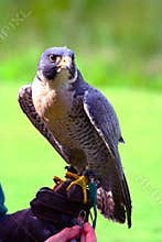 Peregrine Falcon