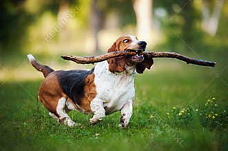 Funny dog Basset hound running with stick
