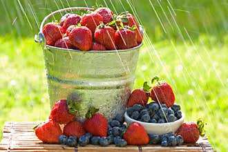 Fresh Strawberries in the Rain