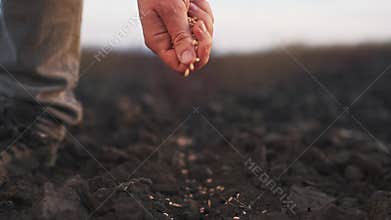 farmer hand planting grain in the soil. agriculture business concept. farmer hand close-up planting a wheat barley grain